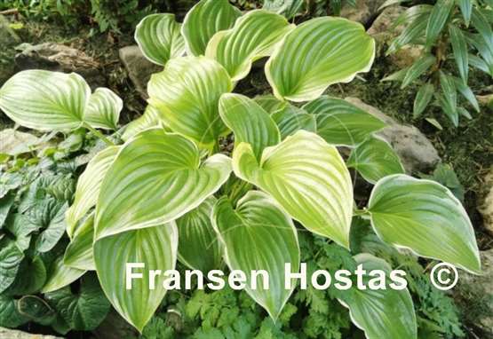 Hosta Poseidon